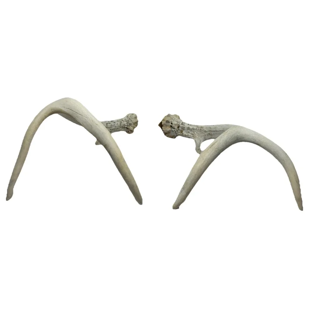 Wild 6 Point‎ Pennsylvania Whitetail Deer Antlers Horns Decor Man Cave Cabin